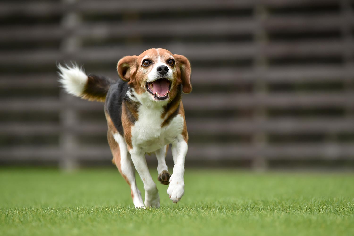 犬